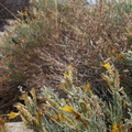 Chrysothamnus-nauseosus-rabbitbrush-base-Mt-Ryan-trail-Joshua-Tree-2011-11-12-IMG 0121