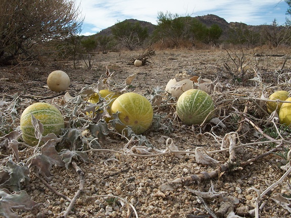 Cucurbita-palmata-coyote-melon-NW-Joshua-Tree-2010-11-20-IMG 6595
