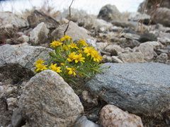 Ericameria-sp-goldenbush-blooming-Box-Canyon-Joshua-Tree-2011-11-11-IMG 0052