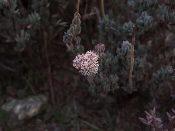 Eriogonum-fasciculatum-California-buckwheat-Ryan-Mtn-trail-Joshua-Tree-2010-11-20-IMG 6680