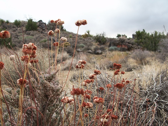 Eriogonum-fasciculatum-California-buckwheat-Ryan-Mtn-trail-Joshua-Tree-2010-11-20-IMG 6681