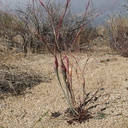 Eriogonum-inflatum-desert-trumpet-N-Joshua-tree-2010-11-21-IMG 6725