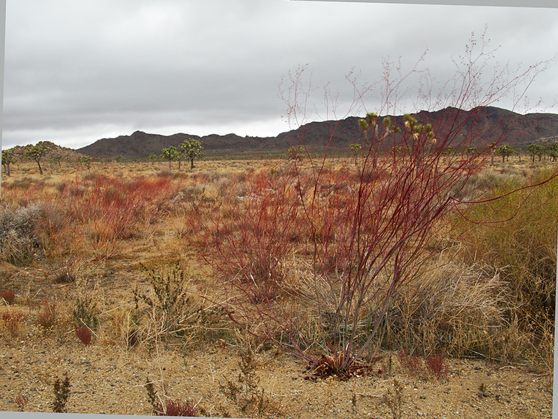 Eriogonum-inflatum-desert-trumpet-stems-forming-reddish-carpet-N-Joshua-tree-2010-11-21-IMG 6730