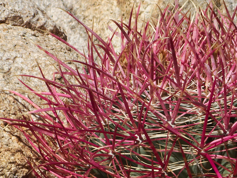 Ferocactus-cylindraceus-California-barrel-cactus-Ryan-Mtn-trail-Joshua-Tree-2010-11-20-IMG_6667.jpg