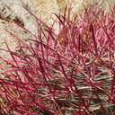 Ferocactus-cylindraceus-California-barrel-cactus-Ryan-Mtn-trail-Joshua-Tree-2010-11-20-IMG 6667