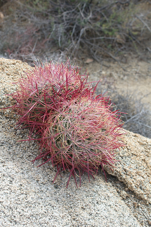 Ferocactus-cylindraceus-California-barrel-cactus-twin-plants-in-crevice-Lost-Palms-Oasis-trail-Joshua-Tree-2010-11-21-IMG 1653