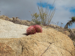 Ferocactus-cylindraceus-California-barrel-cactus-twin-plants-in-crevice-Lost-Palms-Oasis-trail-Joshua-Tree-2010-11-21-IMG 6737