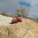 Ferocactus-cylindraceus-California-barrel-cactus-twin-plants-in-crevice-Lost-Palms-Oasis-trail-Joshua-Tree-2010-11-21-IMG 6737