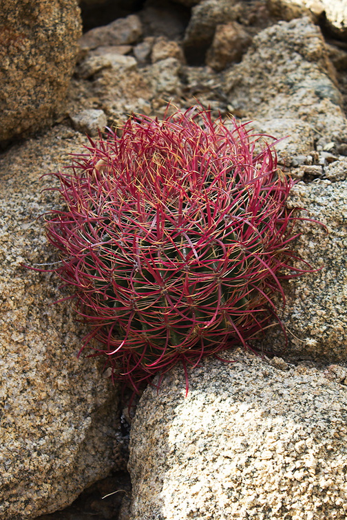 Ferocactus-cylindraceus-California-barrel-cactus-young-plant-in-crevice-Lost-Palms-Oasis-trail-Joshua-tree-2010-11-21-IMG 1641
