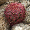 Ferocactus-cylindraceus-California-barrel-cactus-young-plant-in-crevice-Lost-Palms-Oasis-trail-Joshua-tree-2010-11-21-IMG 1641