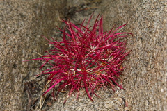 Ferocactus-cylindraceus-barrel-cactus-very-small-red-Hidden-Valley-Joshua-Tree-2011-11-12-IMG 3528