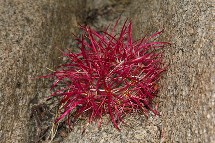 Ferocactus-cylindraceus-barrel-cactus-very-small-red-Hidden-Valley-Joshua-Tree-2011-11-12-IMG 3528