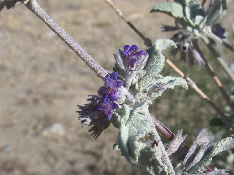 Hyptis-emoryi-desert-lavender-south-park-boundary-Joshua-Tree-2011-11-13-IMG_0186.jpg