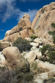Nolina-parryi-and-rock-formations-Barker-Dam-trail-Joshua-Tree-2011-11-13-IMG 3573