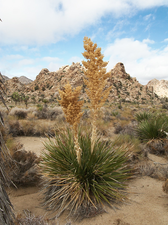 Nolina-parryi-with-old-inflorescence-Hidden-Valley-Joshua-Tree-2010-11-20-IMG 6640