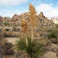 Nolina-parryi-with-old-inflorescence-Hidden-Valley-Joshua-Tree-2010-11-20-IMG 6640