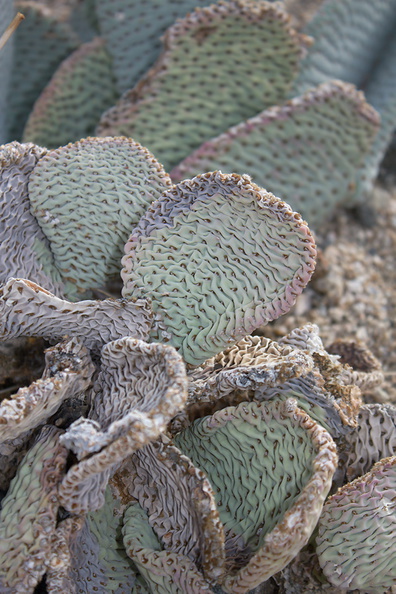 Opuntia-basilaris-beavertail-cactus-S-Joshua-Tree-2010-11-19-IMG_1482.jpg