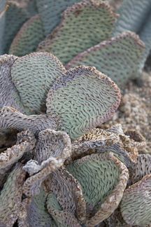 Opuntia-basilaris-beavertail-cactus-S-Joshua-Tree-2010-11-19-IMG 1482