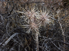 Opuntia-ramosissima-pencil-cholla-Hidden-Valley-Joshua-Tree-2011-11-12-IMG 0098