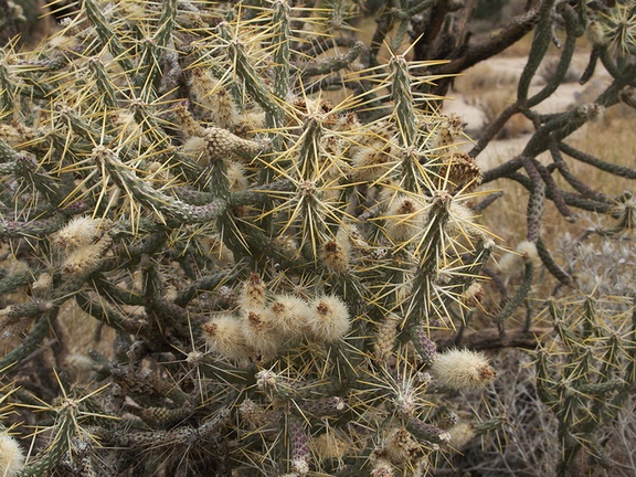 Opuntia-ramosissima-pencil-cholla-with-young-white-nodes-NW-Joshua-Tree-2010-11-20-IMG 6615