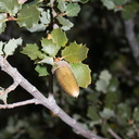 Quercus-turbinella-Sonoran-scrub-oak-NW-Joshua-Tree-2010-11-20-IMG 1522