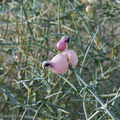 Salazaria-mexicana-bladder-sage-pods-Visitor-Center-Twentynine-Palms-2010-11-21-IMG 6706