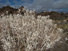 Tetradymia-axillaris-cotton-thorn-silver-shrub-bronze-capsules-Hidden-Valley-Joshua-Tree-2010-11-20-IMG 6643