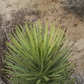 Yucca-brevifolia-young-plant-Hidden-Valley-Joshua-Tree-2010-11-20-IMG 6618