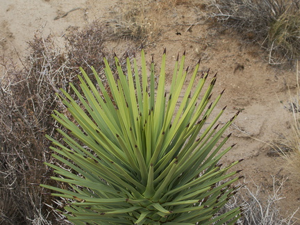 Yucca-brevifolia-young-plant-Hidden-Valley-Joshua-Tree-2010-11-20-IMG 6618