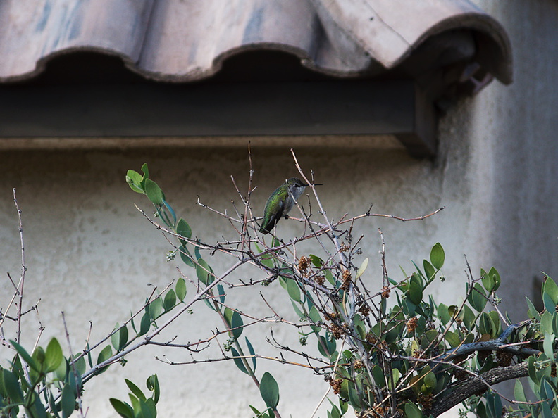 hummingbird-sp-female-Costas-Visitor-Center-Twentynine-Palms-2010-11-21-IMG 6715