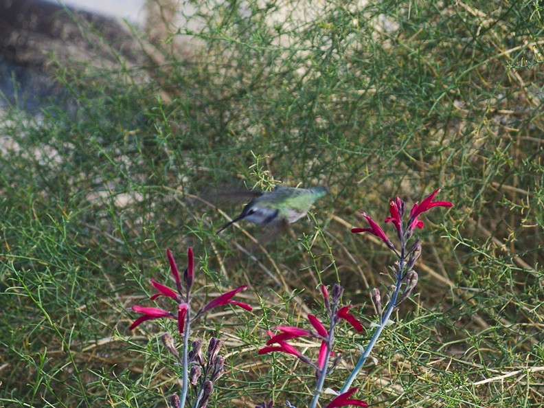 hummingbird-sp-female-Costas-on-chuparosa-Visitor-Center-Twentynine-Palms-2010-11-21-IMG 6718