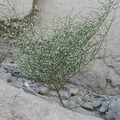 indet-shrub-green-stems-no-leaves-pendent-flowers-Box-Canyon-S-of-Joshua-Tree-2010-11-19-IMG 6568