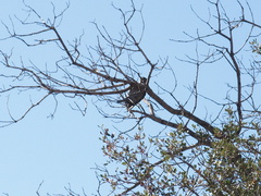 ladderback-woodpecker-Barker-Dam-trail-Joshua-Tree-2011-11-13-IMG 0146