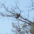 ladderback-woodpecker-Barker-Dam-trail-Joshua-Tree-2011-11-13-IMG 0146