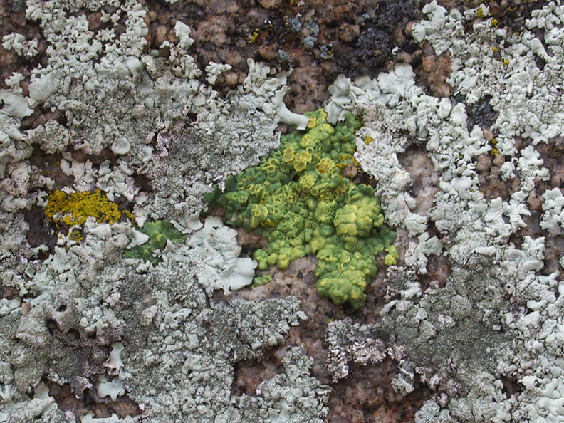 lichen-Hidden-Valley-Joshua-Tree-2011-11-12-IMG_0113.jpg