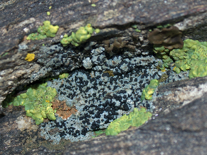 lichen-black-fruiting-bodies-blue-gray-Mt-Ryan-trail-Joshua-Tree-2011-11-12-IMG_3539.jpg
