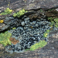 lichen-black-fruiting-bodies-blue-gray-Mt-Ryan-trail-Joshua-Tree-2011-11-12-IMG 3539