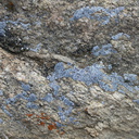 lichen-blue-gray-Mt-Ryan-trail-Joshua-Tree-2011-11-12-IMG 3537