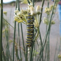monarch-butterfly-caterpillar-on-Asclepias-asperula-Box-Canyon-Joshua-Tree-2011-11-11-IMG 0059