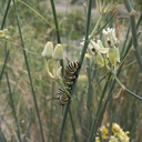 monarch-butterfly-caterpillar-on-Asclepias-asperula-Box-Canyon-Joshua-Tree-2011-11-11-IMG 0062