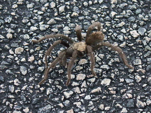 tarantula-Aphonopelma-sp-2-crossing-road-south-Joshua-Tree-2011-11-13-IMG 3577