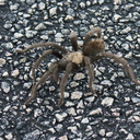 tarantula-Aphonopelma-sp-2-crossing-road-south-Joshua-Tree-2011-11-13-IMG 3577