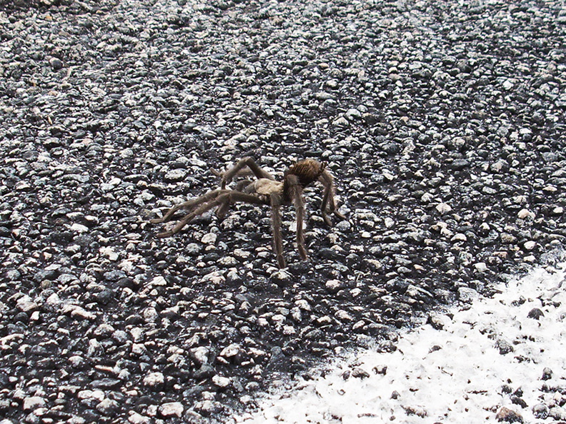 tarantula-Aphonopelma-sp-3-crossing-road-south-Joshua-Tree-2011-11-13-IMG_0178.jpg