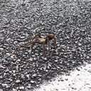 tarantula-Aphonopelma-sp-3-crossing-road-south-Joshua-Tree-2011-11-13-IMG 0178