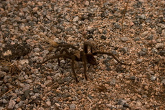 tarantula-Aphonopelma-sp-4-crossing-road-south-Joshua-Tree-2011-11-13-mriley-CRW 9078
