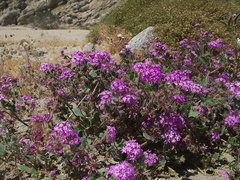 Abronia-villosa-sand-verbena-Box-Canyon-Joshua-Tree-2010-04-24-IMG 4575