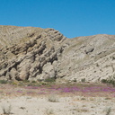 Abronia-villosa-sand-verbena-carpeting-canyon-floor-Box-Canyon-Joshua-Tree-2010-04-24-IMG 4580