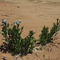 Amsonia-tomentosa-Sheep-Pass-area-Joshua-Tree-2010-04-25-IMG 0621