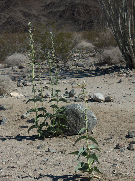 Asclepias-erosa-desert-milkweed-Pinto-Basin-Joshua-Tree-2012-07-01-IMG_5736.jpg