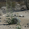 Asclepias-erosa-desert-milkweed-Pinto-Basin-Joshua-Tree-2012-07-01-IMG 5736